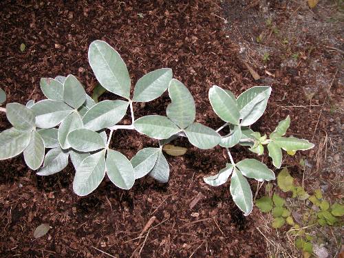 "Gullregngyvel" (Argyrocytisus battandieri; Cytisus battandieri)